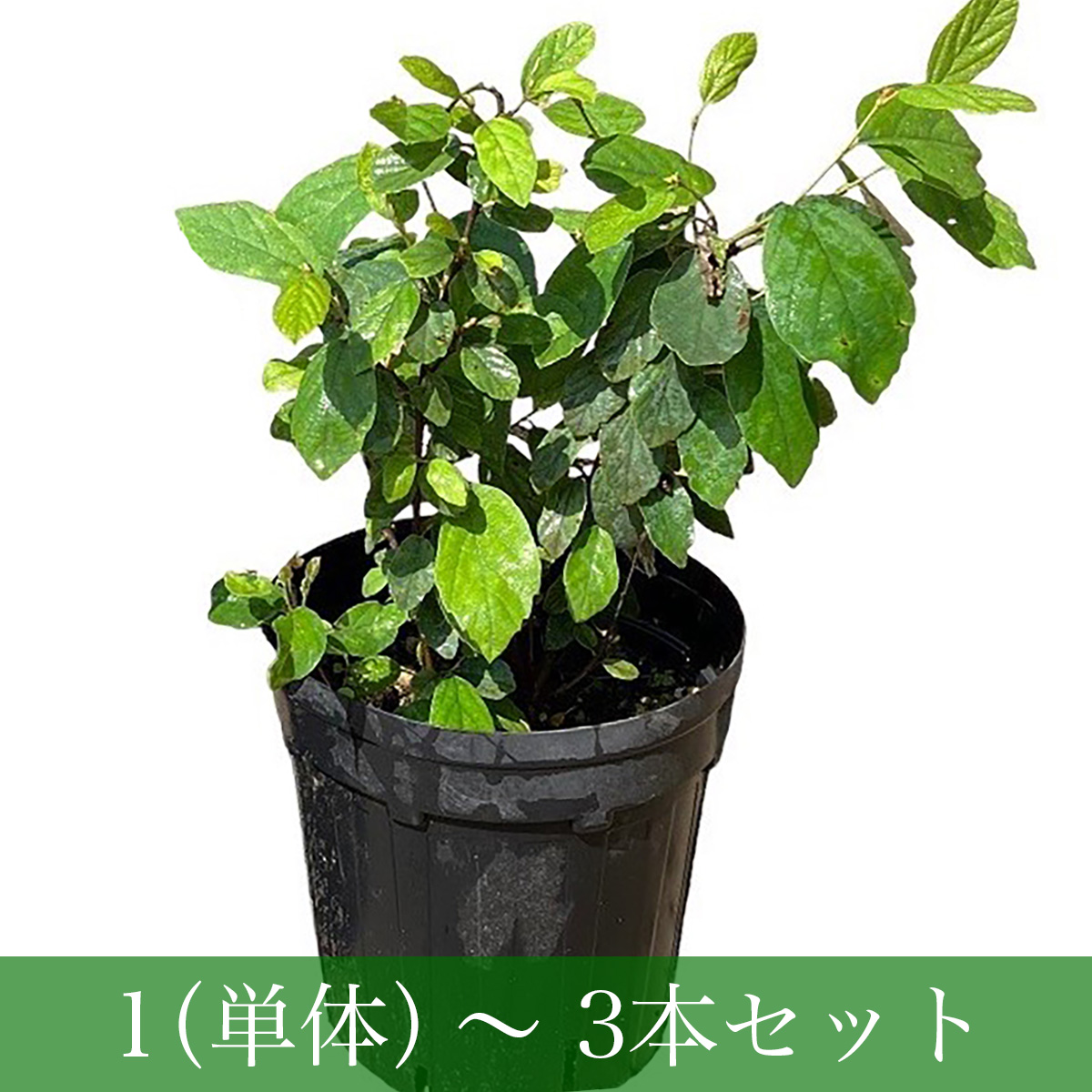 VENTO PIANTA / 樹木販売