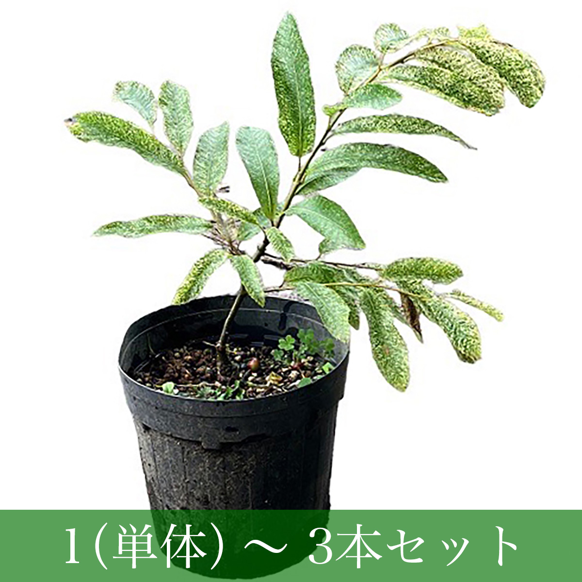 クヌギ　江隈錦（エクマニシキ）　6号POT仕立て/本数：1本（単体）〜3本