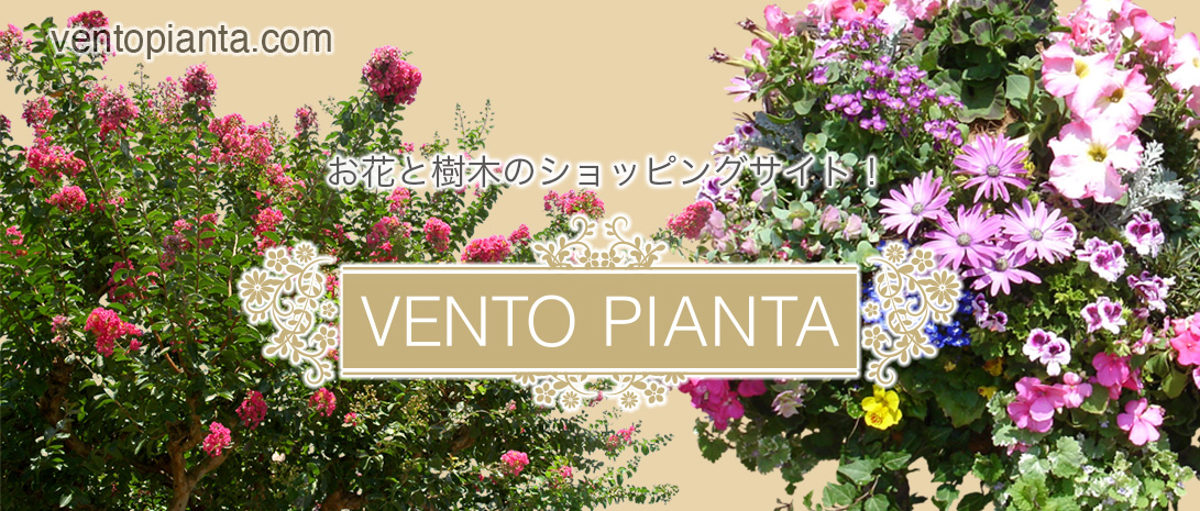 Vento Pianta